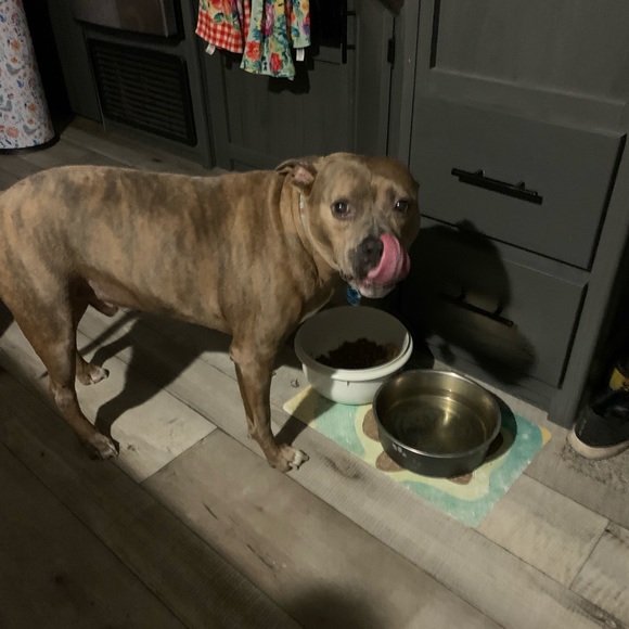 Meet your Posher, Cameron - Picture 7 of 16